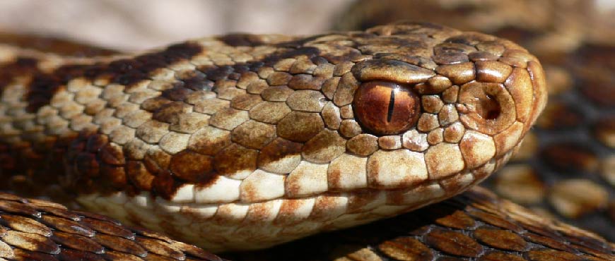  Das Bild zeigt den Kopf einer Kreuzotter Schlange
