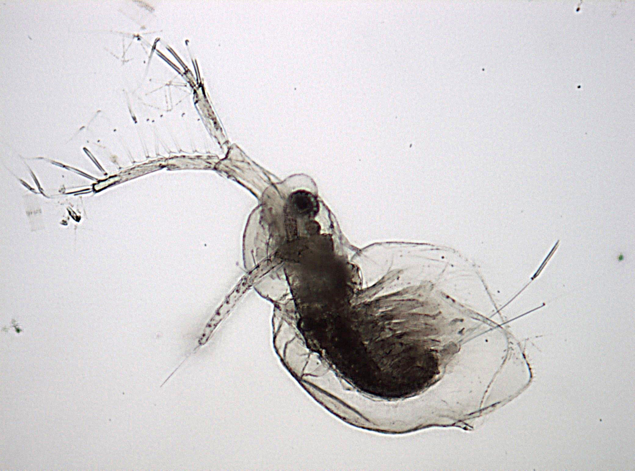 Mikroskopische Aufnahme des Zooplanktons Diaphanosoma brachyurum