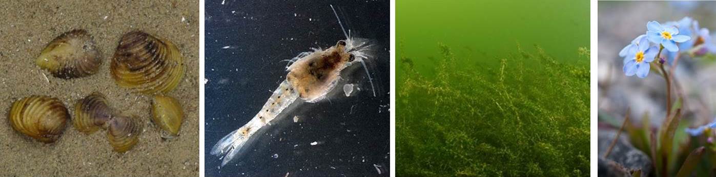 vier Fotografien von links nach rechts: Körbchenmuschel, Schwebgarnele, Wasserpest und Bodenseevergissmeinnicht