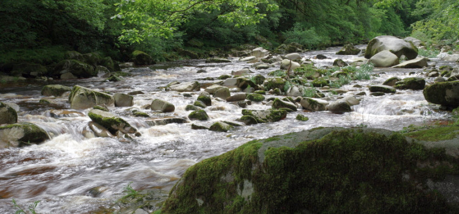 Naturnaher Schwarzwaldfluss Naturnaher Schwarzwaldfluss