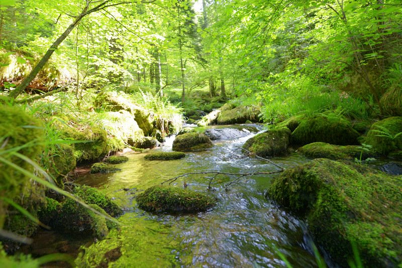 Naturnahes Fließgewässer mit abwechslungsreicher Ufervegetation