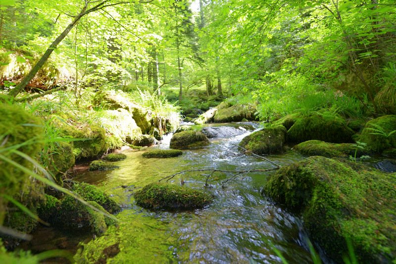 Naturnahes Fließgewässer mit abwechslungsreicher Ufervegetation Naturnahes Fließgewässer mit abwechslungsreicher Ufervegetation