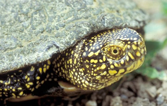 Porträt der Europäischen Sumpfschildkröte (Bild: M. Waitzmann)