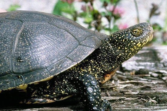 Europäische Sumpfschildkröte (Bild: M. Waitzmann)