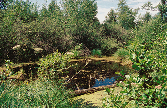 Lebensraum der Europäischen Sumpfschildkröte im Pfrunger Ried (Bild: M.Waitzmann)