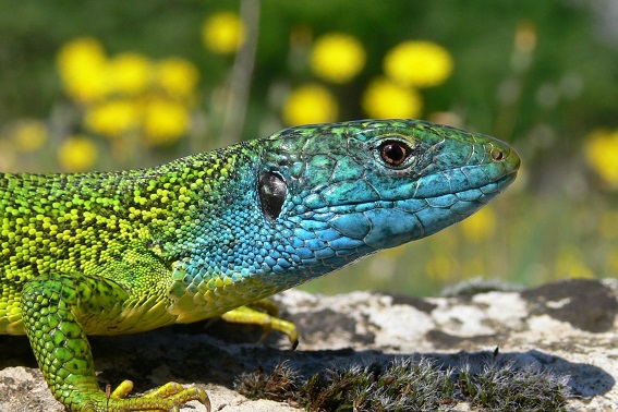 Männchen der Westlichen Smaragdeidechse (Bild: M.Waitzmann)