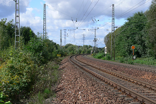 Mauereidechse Habitat M.Waitzmann