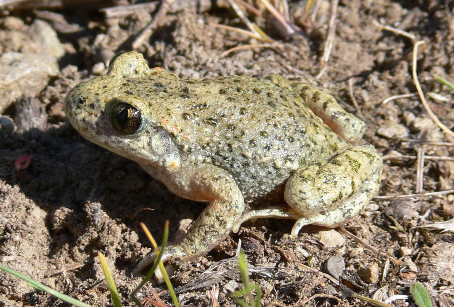 Geburtshelferkröte - Alytes obstetricans (Laurenti, 1768)