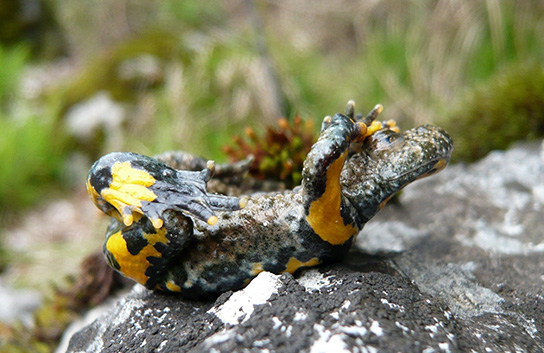 Kahnstellung der Gelbbauchunke (Bild: M.Waitzmann)