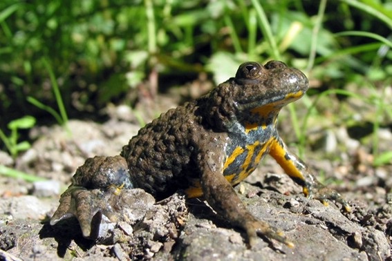 Gelbbauchunke (Bild: M.Waitzmann)