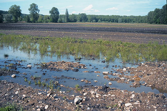 Typisches Habitat der Kreuzkröte (Bild: H. Laufer)