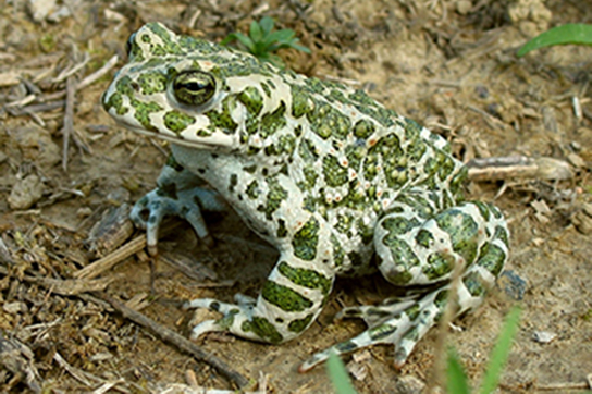 Wechselkröte (Bild: M. Waitzmann)