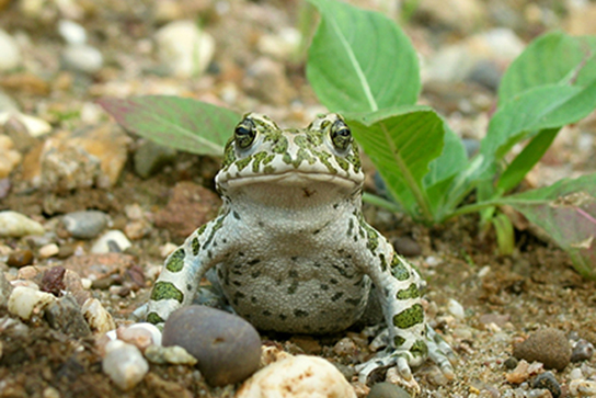 Wechselkröte (Bild: M. Waitzmann)