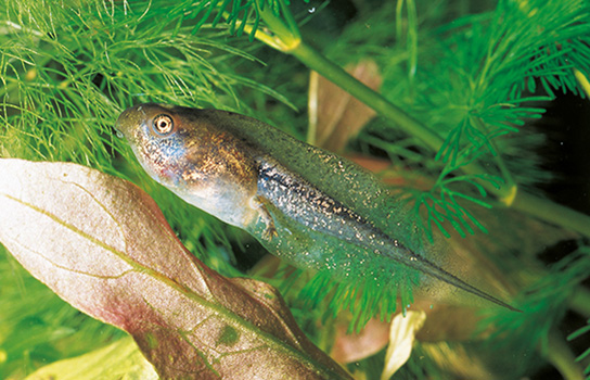 Laubfroschkaulquappe (H.Sauerbier)