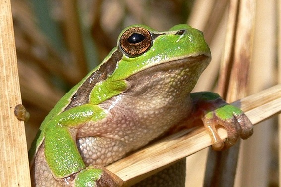 Laubfrosch (M. Waitzmann)