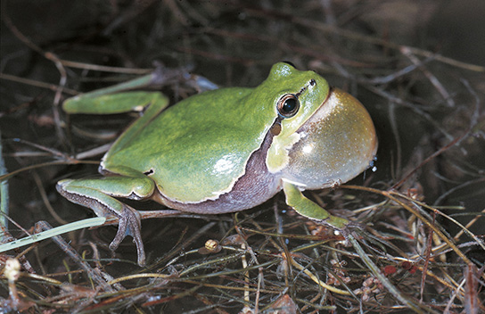 Rufender Laubfrosch (H. Sauerbier)