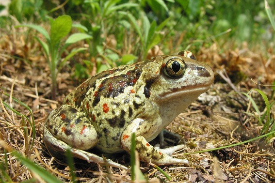 Knoblauchkröte (Bild: M. Waitzmann)