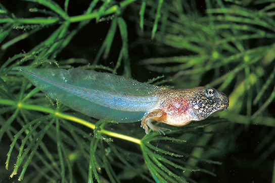 Moorfroschkaulquappe (H. Sauerbier)