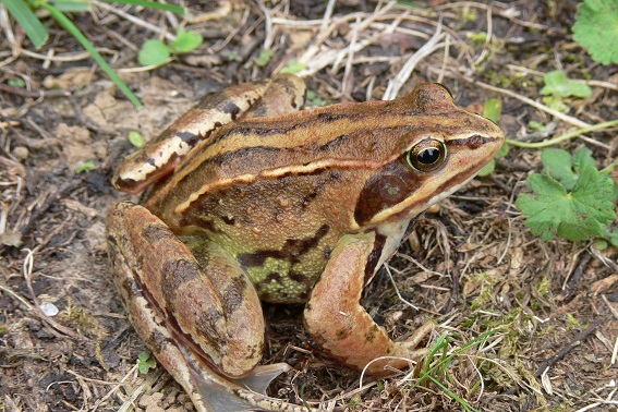 Moorfrosch (Bild: M. Waitzmann)