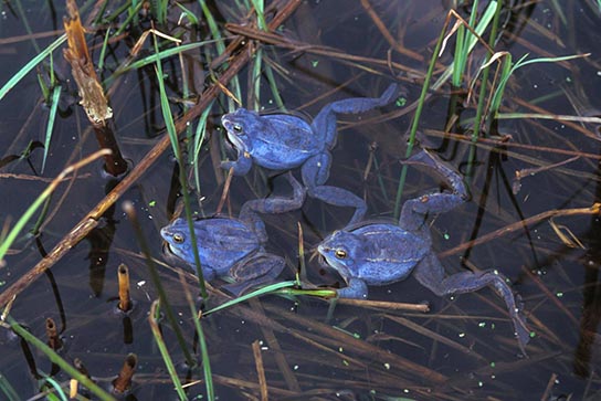 Moorfroschmännchen zur Paarungszeit (Th. Stephan)