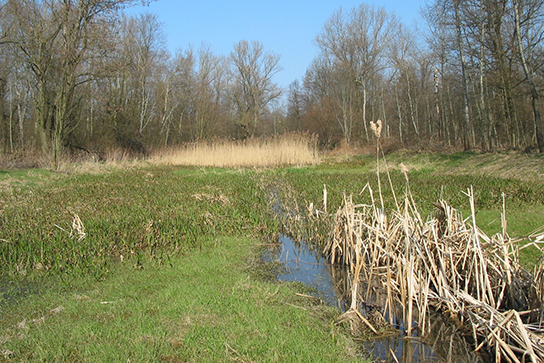 Laichgewässer des Springfrosches (Bild: M. Waitzmann)