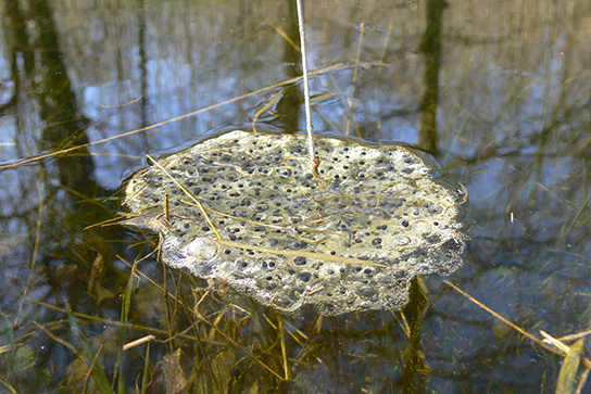Springfroschlaich (Bild: M. Waitzmann)