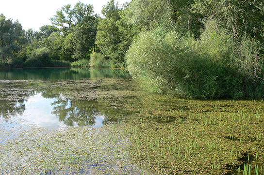 Laichgewässer des Teichfrosches (Bild: M. Waitzmann)