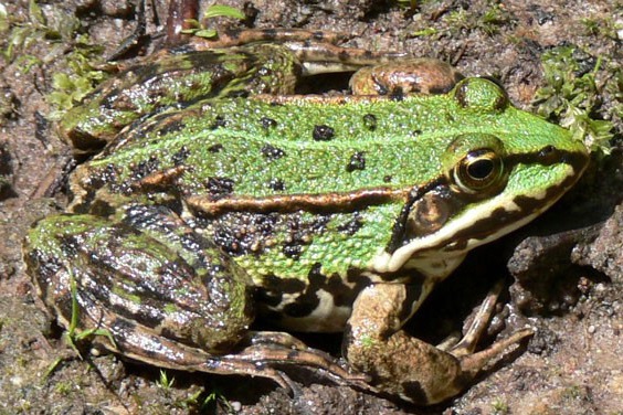 Teichfrosch (Bild: M. Waitzmann)