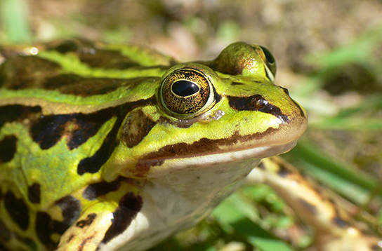 Kl. Wasserfrosch im Portrait (M. Waitzmann)