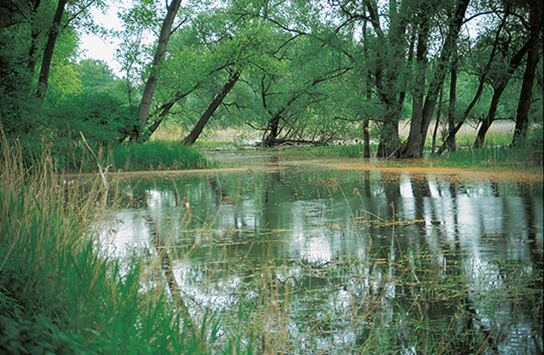 Laichgewässer des kl. Wasserfrosches (Bild: H. Laufer)