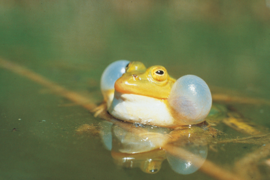 Rufendes Männchen des kleinen Wasserfroschs (Bild: W. Löderbusch)
