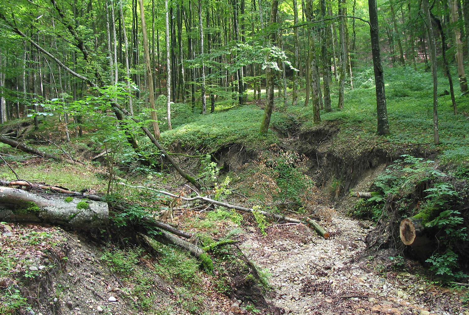 Lebensraum des Alpensalamanders (M. Waitzmann)