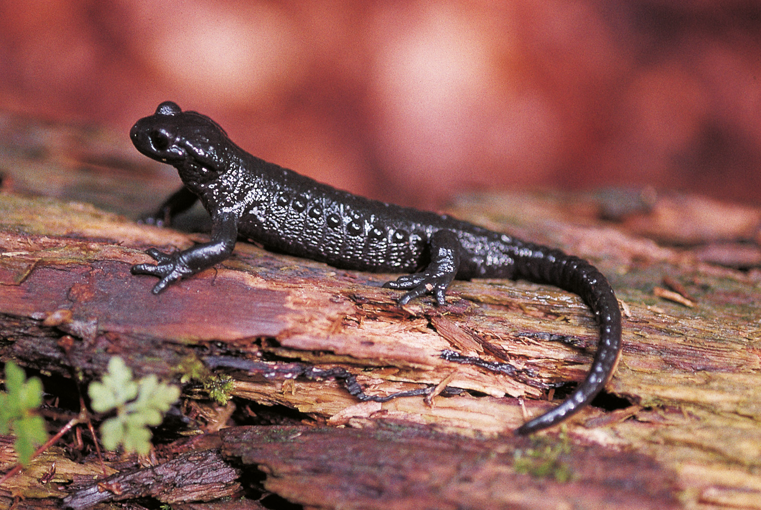 Alpensalamander (M. Waitzmann)