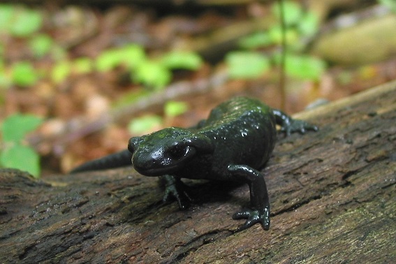 Alpensalamander im Portrait (M. Waitzmann)