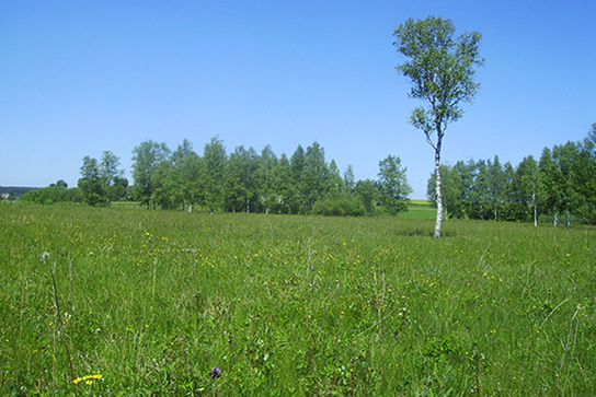 Habitat des Wald-Wiesenvögelchens (Bild: S. Hafner)