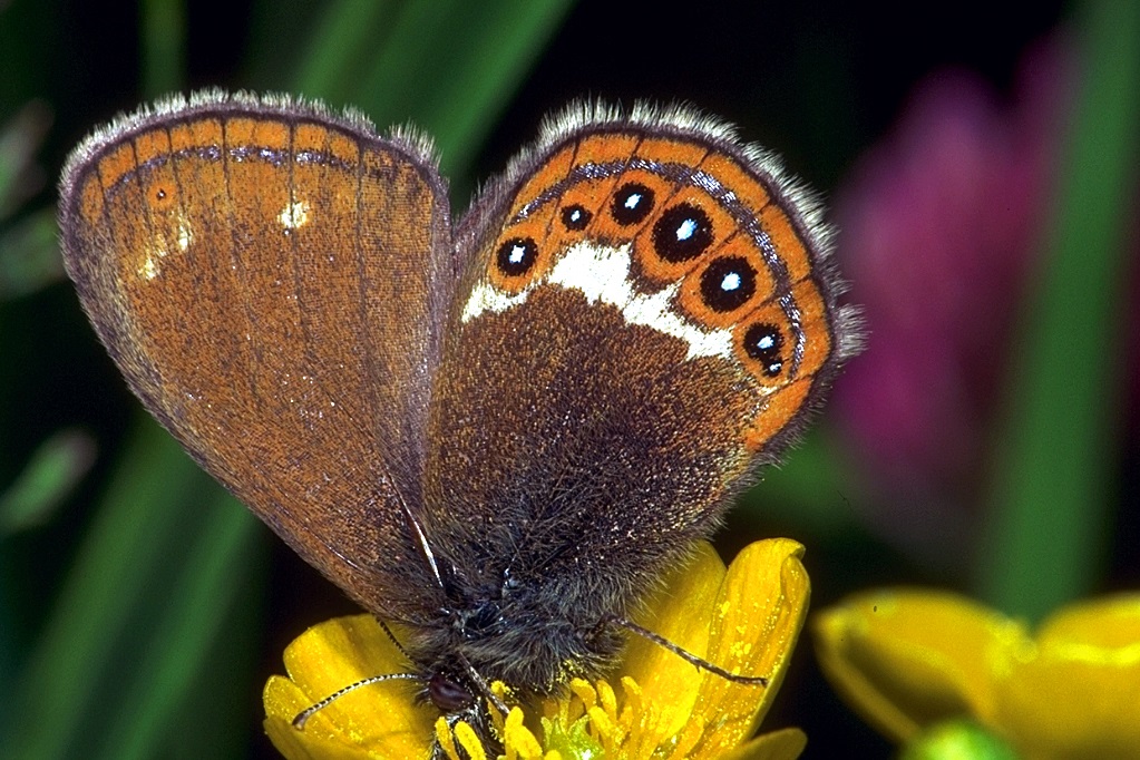 Wald-Wiesenvögelchen (Bild: M. Maier)