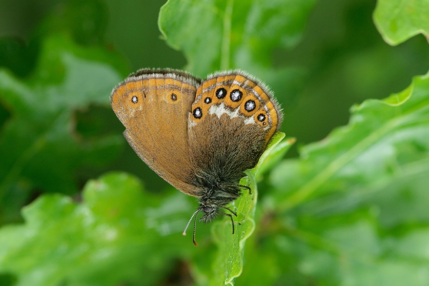 Wald-Wiesenvögelchen (Bild: O. Karbiener)