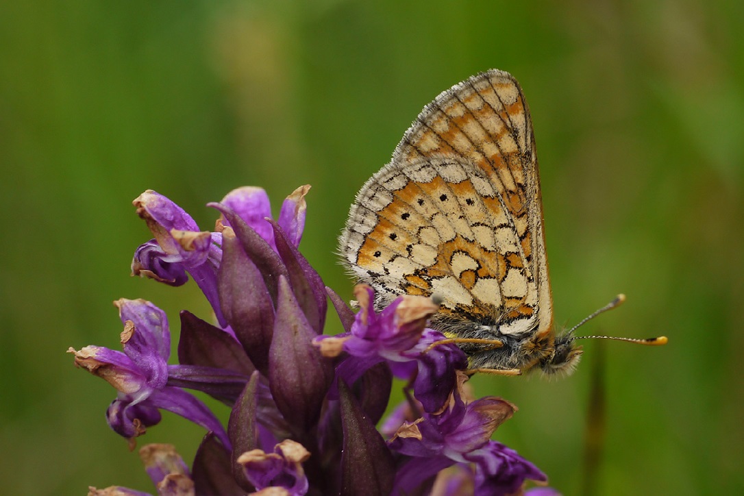 Goldener Scheckenfalter (Bild: M. Waitzmann)