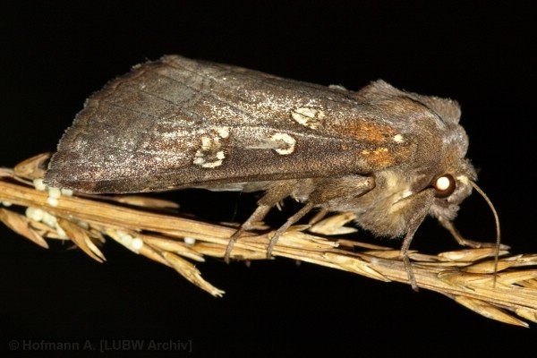 Weibchen der Haarstrangeule bei der Eiablage (Bild: A. Hoffmann)