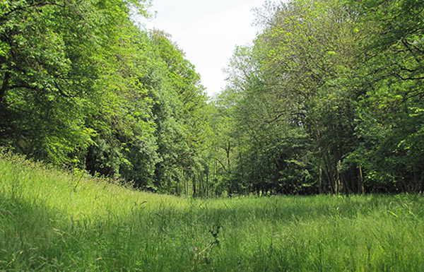 Habitat des Eschen-Scheckenfalters (Bild: A.Grauel)