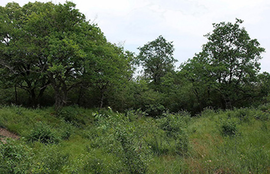 Habitat des Gelbringfalters (Bild: O. Karbiener)