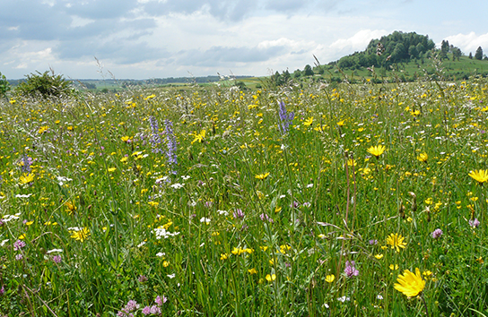 Habitat des Großen Feuerfalters (Bild. C. Wagner)