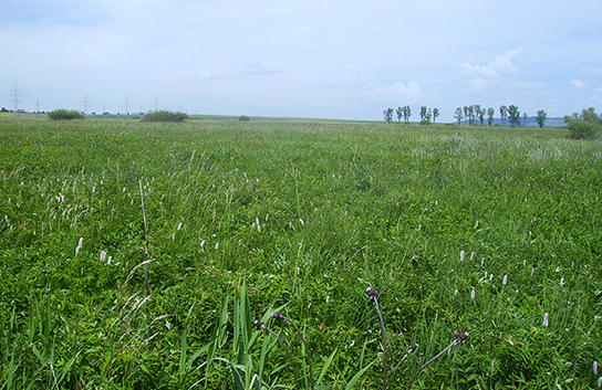 Habitat des Blauschillernden Feuerfalters (S. Hafner)