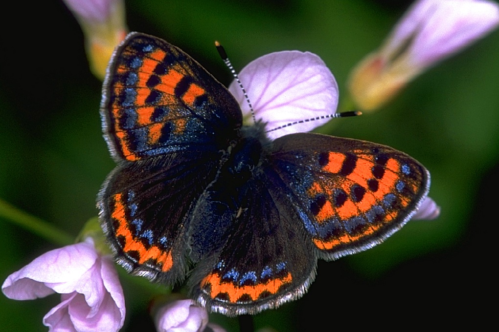 Blauschillernder Feuerfalter (Bild: M. Maier)