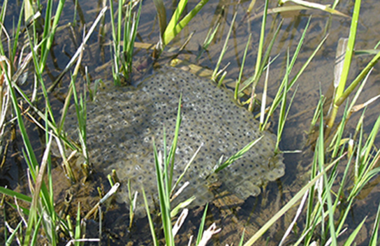 Grasfroschlaich (Bild: M. Waitzmann)