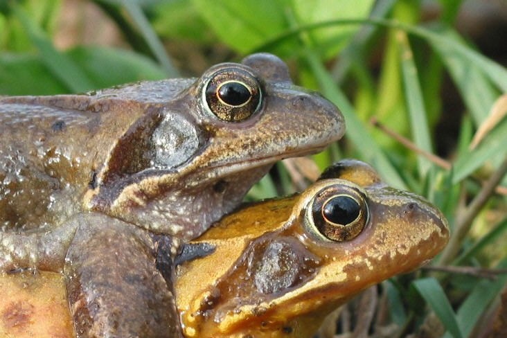 Grasfroschpaar (Bild: M. Waitzmann)