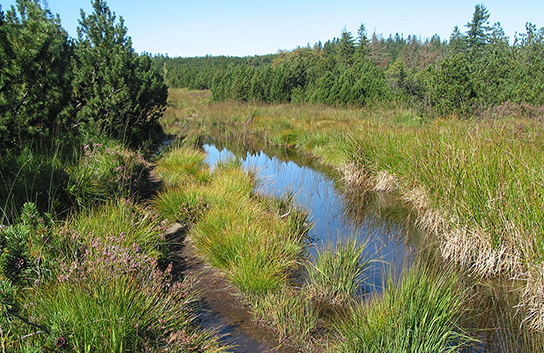 Grasfroschlaichgewässer im Schwarzwald (Bild: M. Waitzmann)