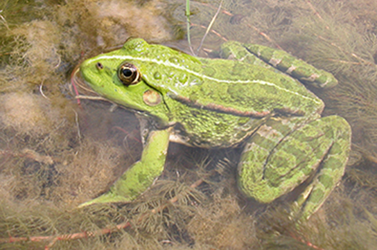 Seefrosch mit Grünfärbung (H. Laufer)