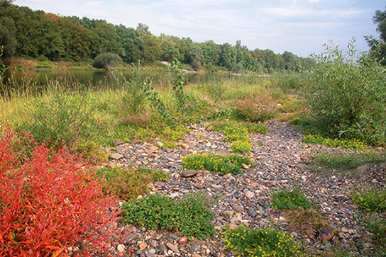 Typischer Lebensraum des Seefrosches (H. Laufer)