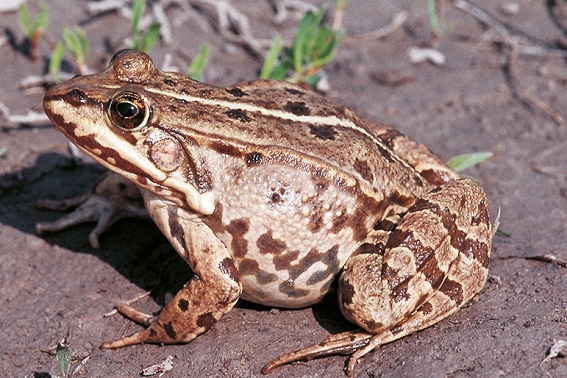 Seefrosch mit Braunfärbung (M. Waitzmann)